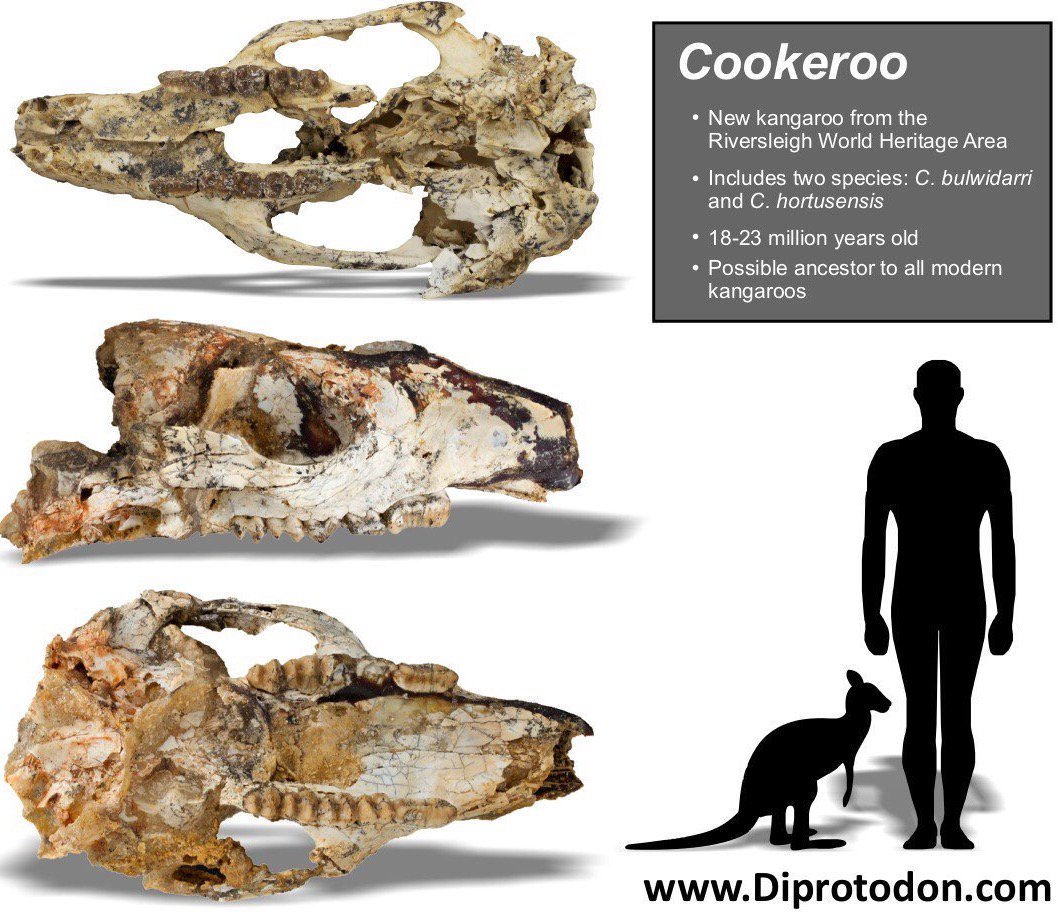 Infographic of three fossilised prehistoric kangaroo skulls