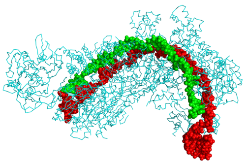 Drawing of red, green and yellow proteins. 