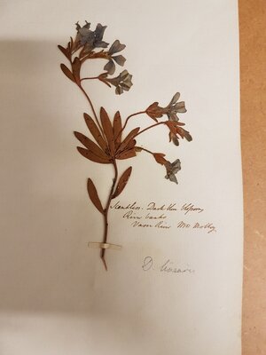 Dried flower specimen on paper 