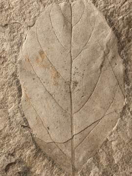 A fossilised leaf