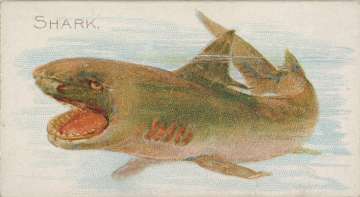 Colour lithograph of a shark with mouth open