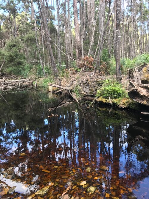 A photo of an Australian creek. The water is still and reflects the sky.