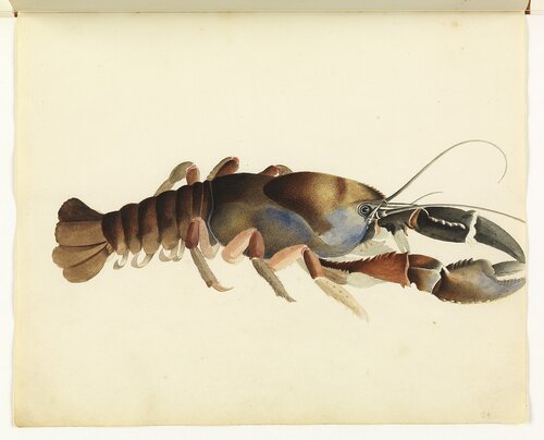 Drawing of a crayfish against a cream background
