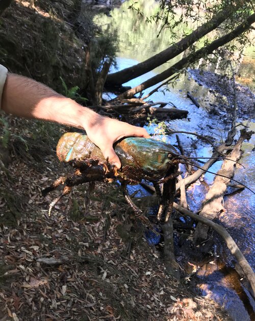 A hand holds a giant freshwater crayfish in front of a creek.