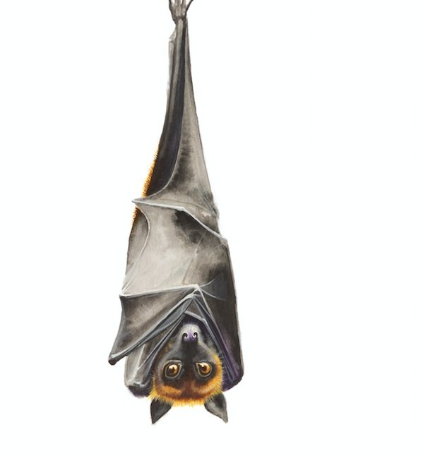 Illustration of a bat upside down