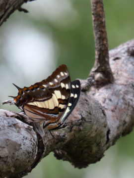 This image features a butterfly perched delicately on a tree branch. It has green and grey wings.