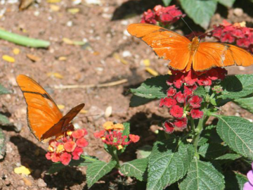 Orange butterflies on red flowers in a garden.