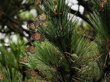 A group of orange monach butterflies on a pine tree.