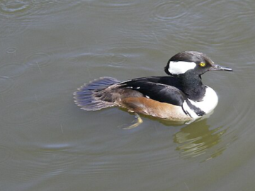 A bird swimming in water, with a large oval black head, or 'hood' with an area of white feathers on it.