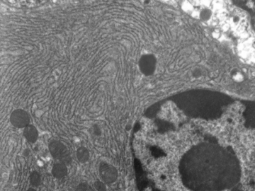 This image is a close-up of a mitochondria, captured in black and white.
