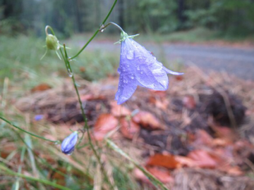 A purple flower against a backdrop of leaves and a road.